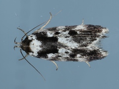 Barea confusella