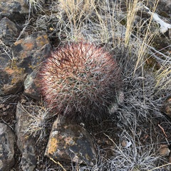 Pediocactus nigrispinus