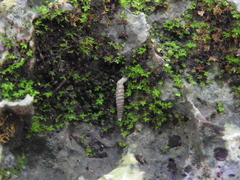 Brachypodella speluncae