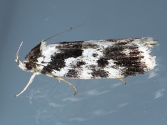 Barea confusella