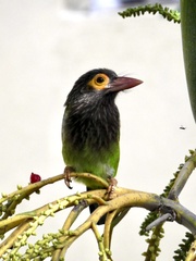 Psilopogon zeylanicus