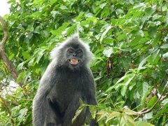 Trachypithecus selangorensis