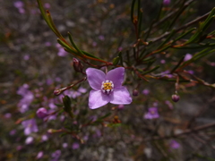 Boronia filifolia