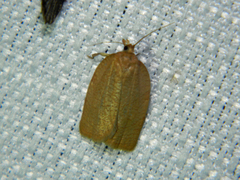 Aphelia alleniana