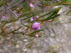 Boronia filifolia