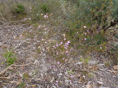 Boronia filifolia