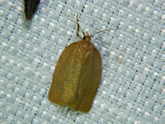 Aphelia alleniana