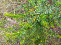 Micrantheum demissum