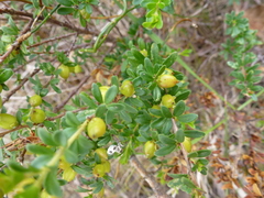 Micrantheum demissum