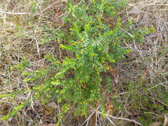 Micrantheum demissum