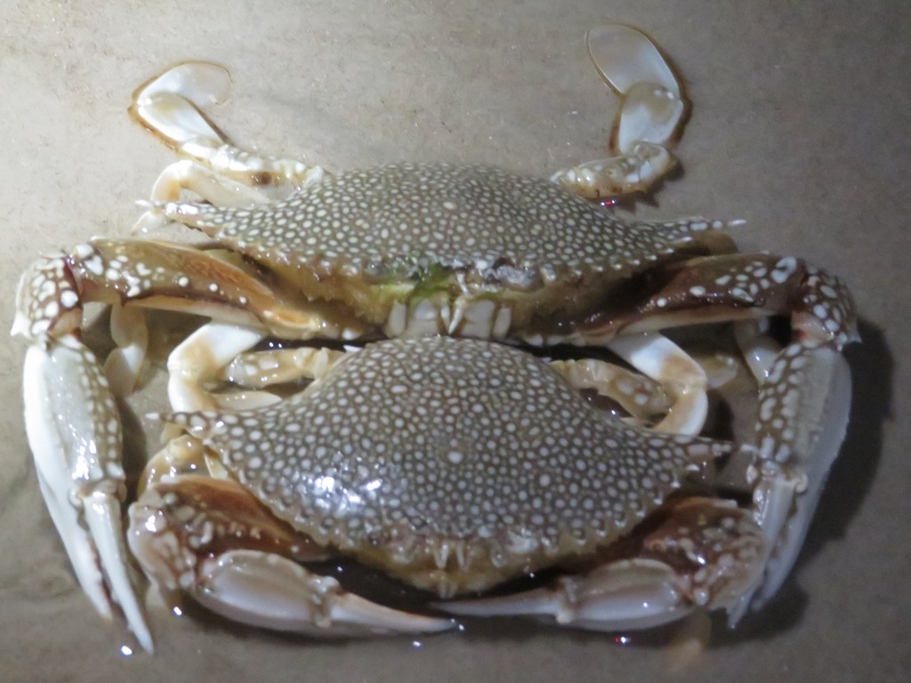 Speckled Swimming Crab from Kleberg County, TX, USA on July 5, 2019 at ...