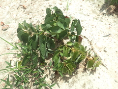 Aristolochia lutescens
