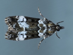 Eudonia protorthra