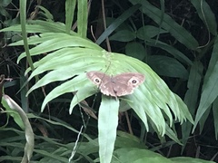 Satyrini
