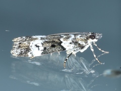 Eudonia protorthra