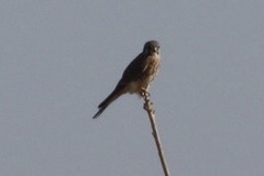 Falco sparverius