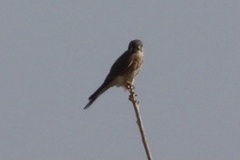 Falco sparverius