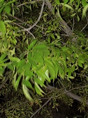 Maytenus boaria