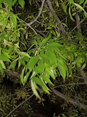 Maytenus boaria