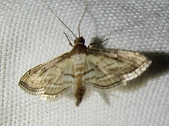 Marasmia cochrusalis