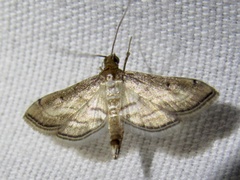 Marasmia cochrusalis