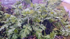 Ambrosia arborescens