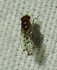 Drosophila guttifera