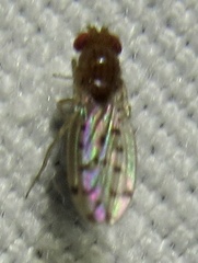 Drosophila guttifera