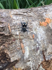 Calydon submetallicum