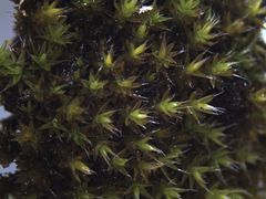 Syntrichia laevipila