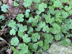 Hydrocotyle setulosa