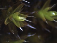 Syntrichia laevipila