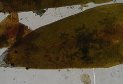 Syntrichia laevipila