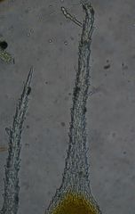 Syntrichia laevipila
