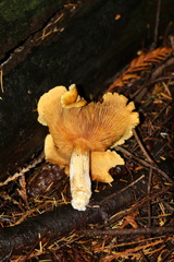 Lactarius olympianus