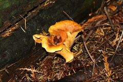 Lactarius olympianus
