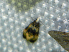 Phalonidia memoranda