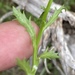 Lobelia jasionoides 3