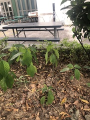 Magnoliopsida
