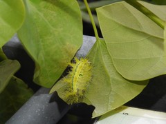 Quasithosea obliquistriga