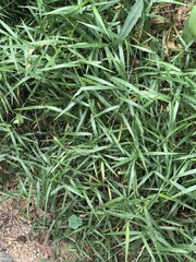 Poaceae