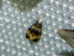 Phalonidia memoranda