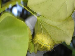 Quasithosea obliquistriga