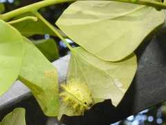 Quasithosea obliquistriga