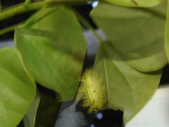 Quasithosea obliquistriga