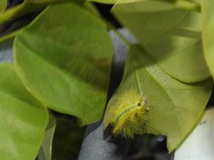 Quasithosea obliquistriga