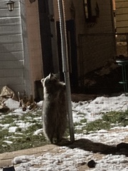 Procyon lotor