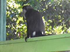 Cercopithecus mona