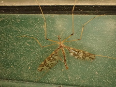 Mischoderus annuliferus