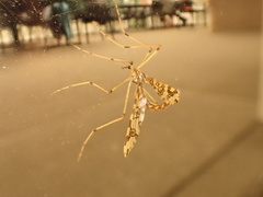 Mischoderus annuliferus